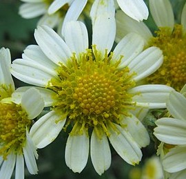 Chrysanthemum,1,a.jpg